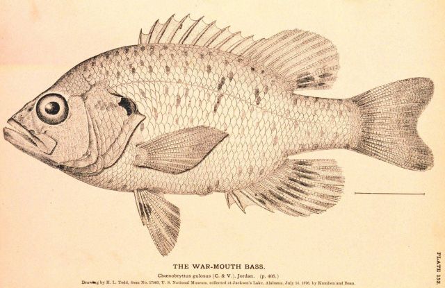Plate 152 Picture