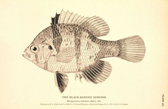 Plate 161 Picture