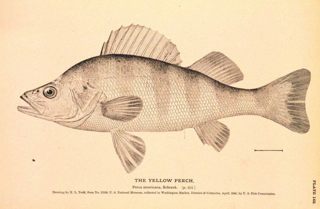 Plate 168 Picture
