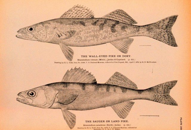 Plate 169 Picture
