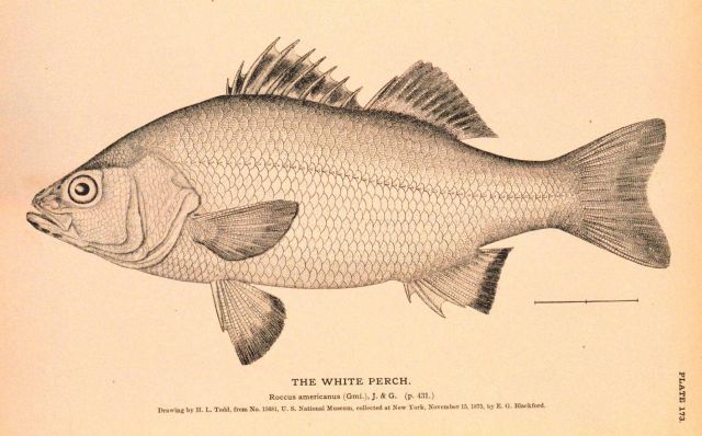 Plate 173 Picture
