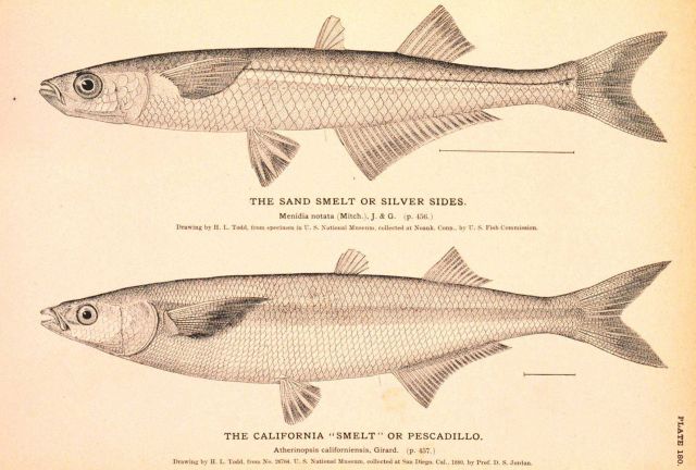 Plate 180 Picture