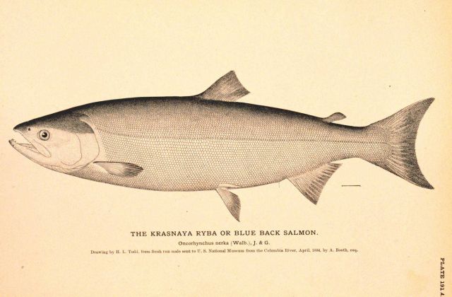 Plate 191A Picture