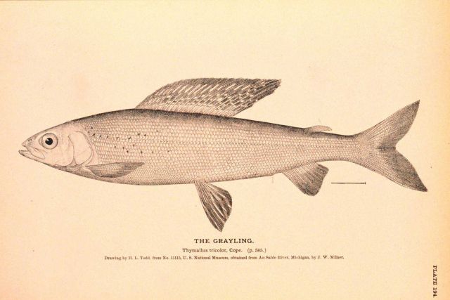 Plate 194 Picture