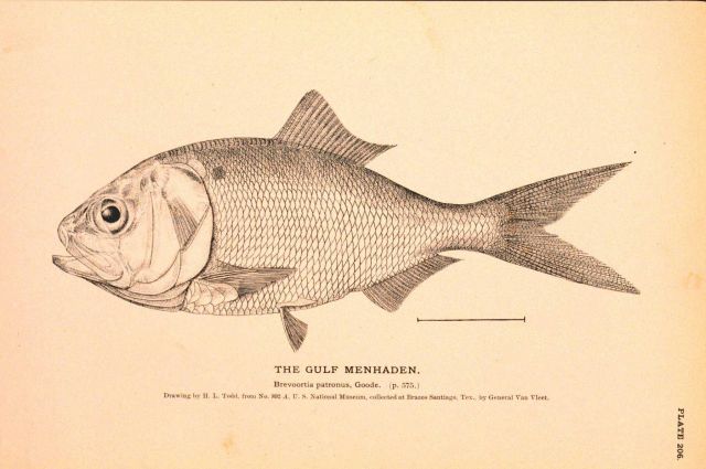 Plate 206 Picture
