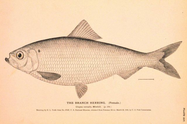 Plate 207 Picture