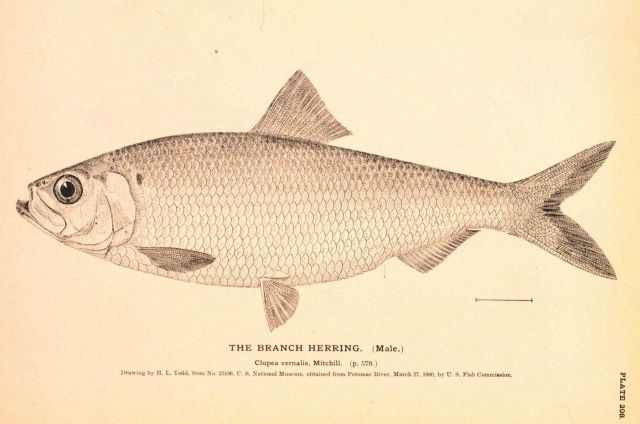 Plate 208 Picture
