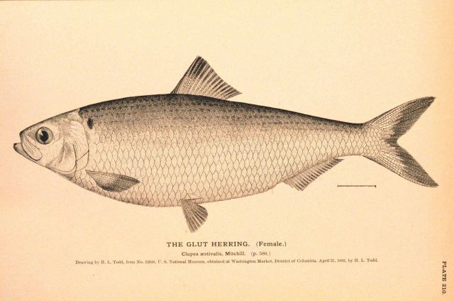 Plate 210 Picture