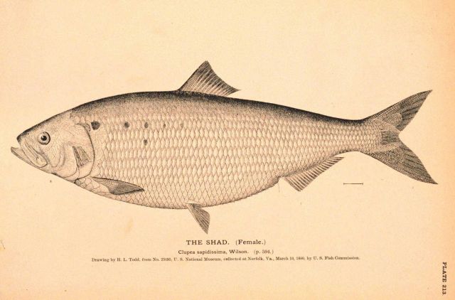 Plate 213 Picture