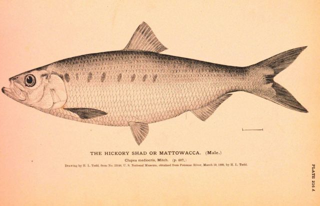 Plate 216A Picture