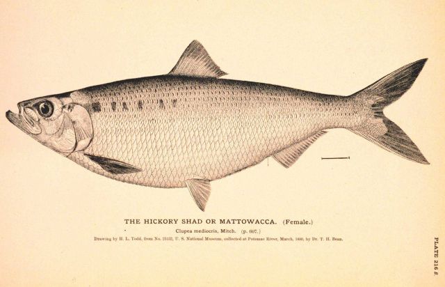 Plate 216B Picture