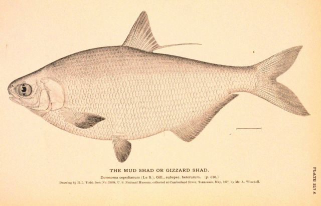 Plate 217A Picture