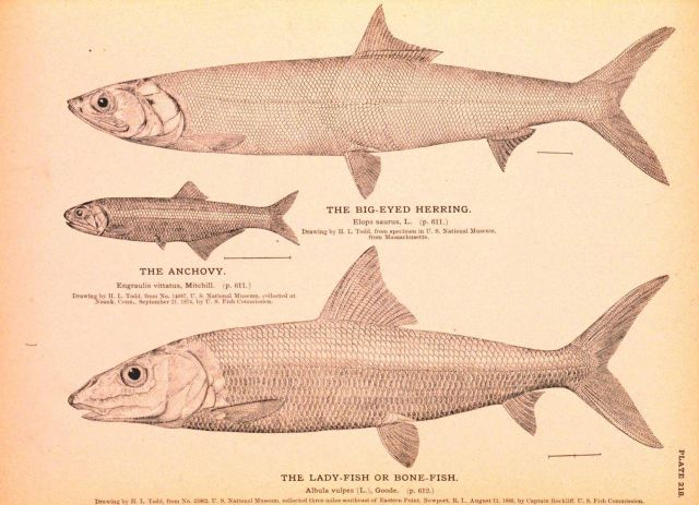 Plate 218 Picture