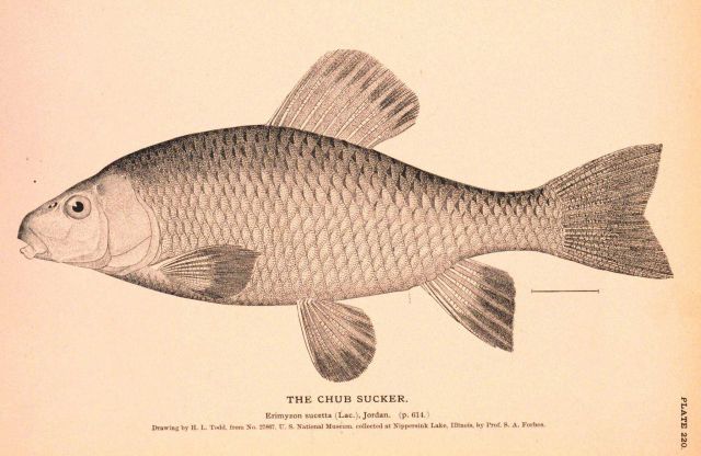 Plate 220 Picture