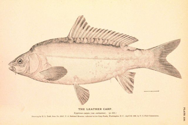 Plate 230 Picture