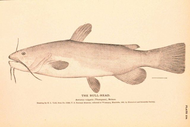 Plate 234 Picture