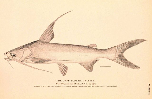 Plate 235 Picture