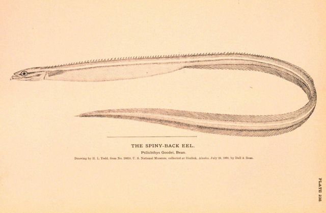 Plate 238 Picture