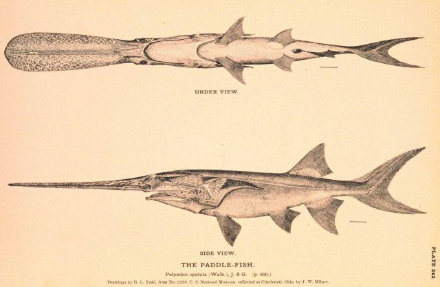 Plate 242 Picture