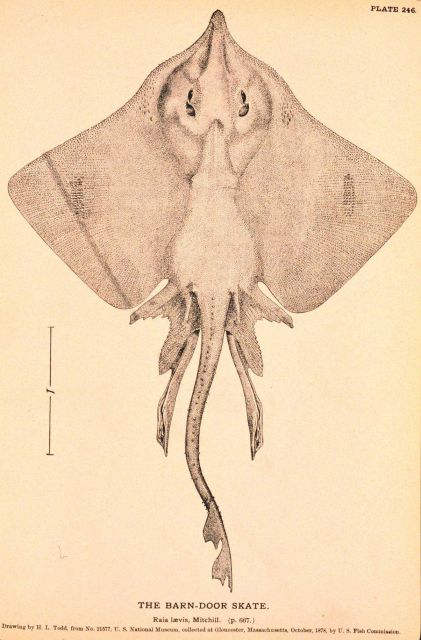 Plate 246 Picture