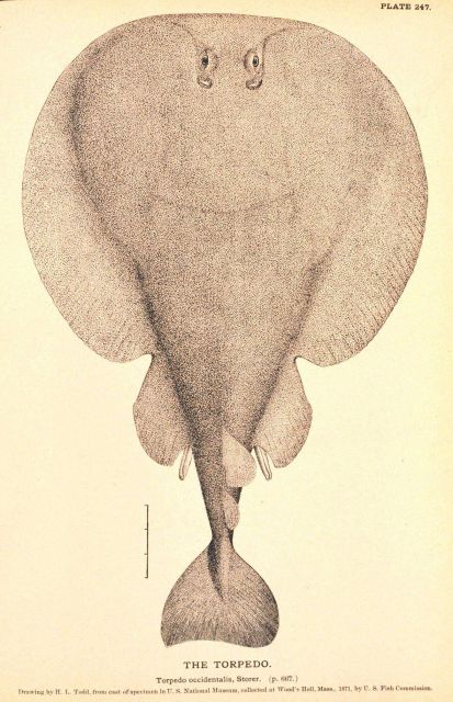 Plate 247 Picture