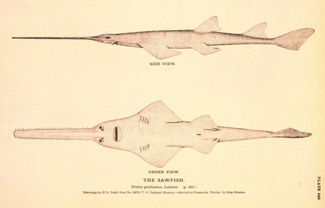 Plate 248 Picture