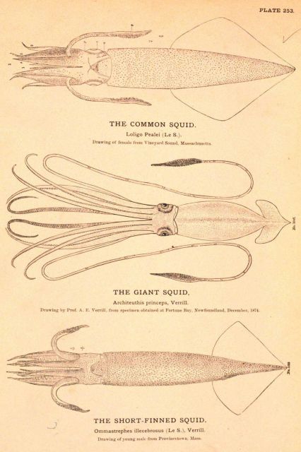 Plate 253 Picture