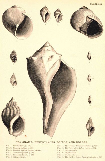 Plate 254 Picture