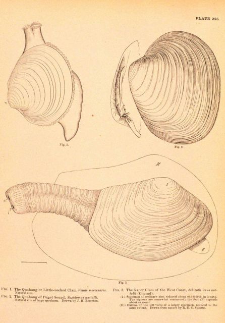 Plate 256 Picture