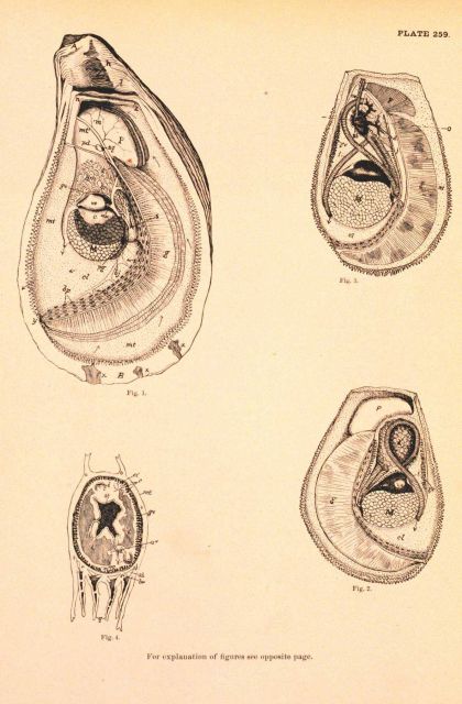 Plate 259 Picture