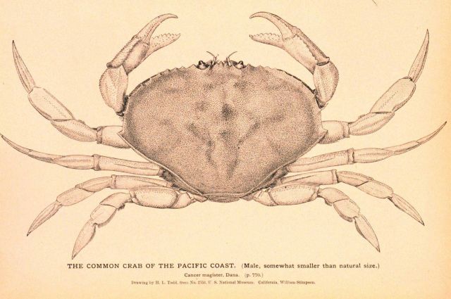 Plate 261 Picture