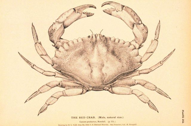 Plate 262 Picture