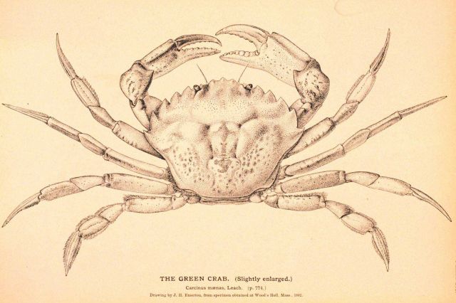 Plate 265 Picture