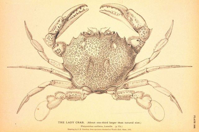 Plate 266 Picture