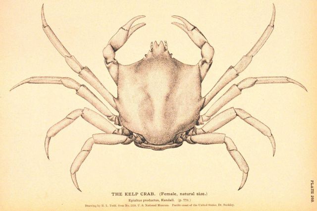 Plate 268 Picture