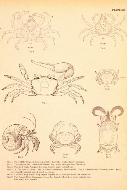 Plate 269 Picture