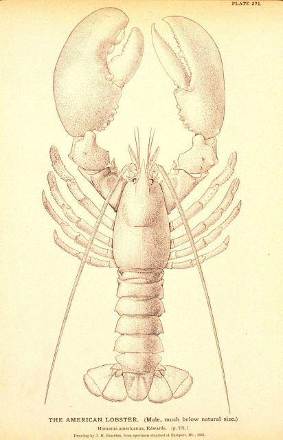 Plate 271 Picture