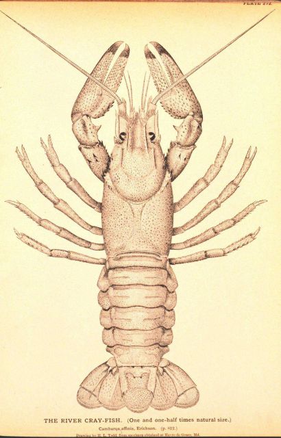 Plate 272 Picture