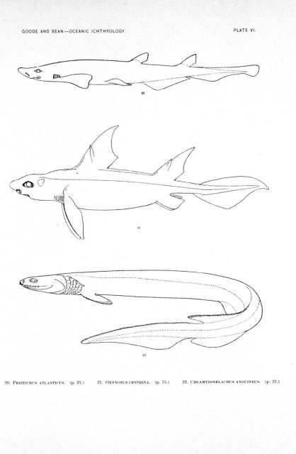 Plate VI Picture