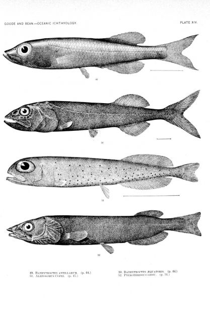 Plate XIV Picture