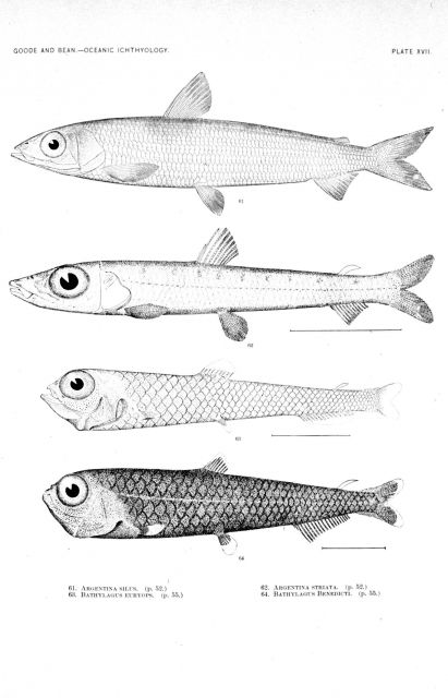Plate XVII Picture