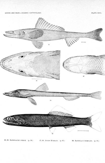 Plate XVIII Picture
