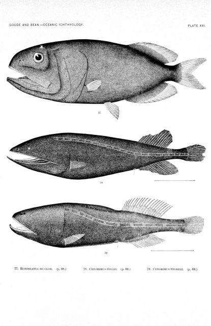Plate XXI Picture
