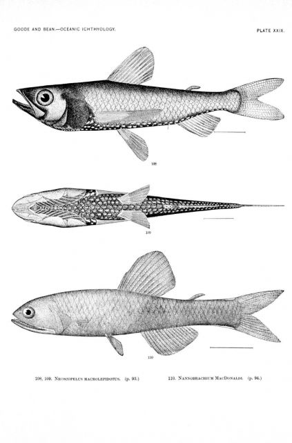 Plate XXIX Picture
