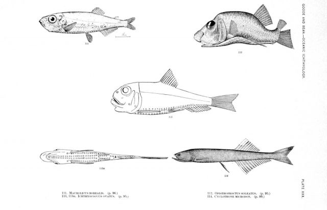Plate XXX Picture