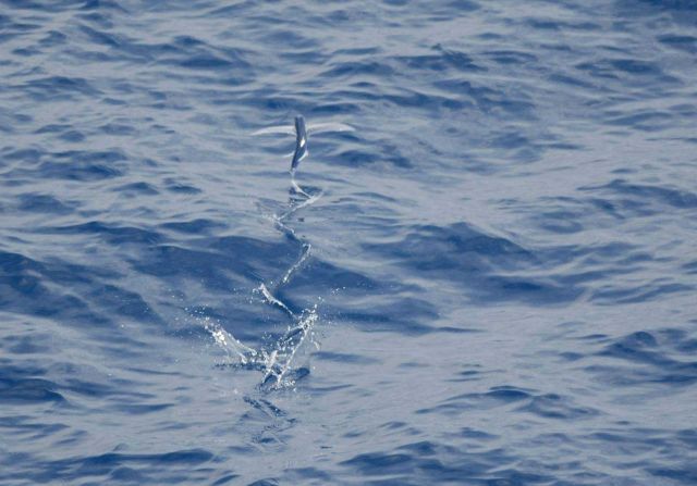 Teacher at Sea on board the NOAA Ship HENRY BIGELOW. Picture