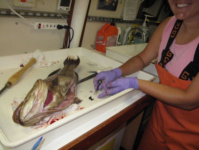 Teacher at Sea on board the Skidway Institute of Oceanography R/V SAVANNAH Picture