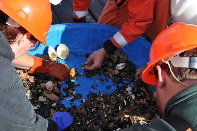 Sifting through bottom trawl material. Picture