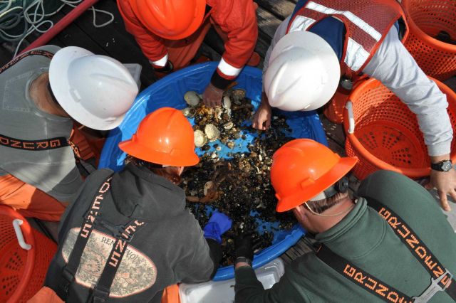 The usual view of bent-over scientists sorting through bottom trawl material Picture
