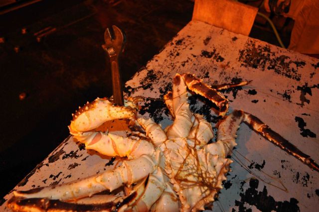 A large crab collected either during trawling or as result of fish trap studies. Picture
